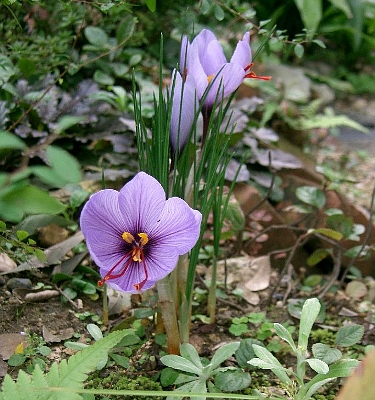 CROCUS SATIVA.jpg